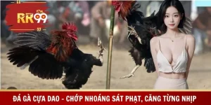Đá Gà Cựa Dao – Chớp Nhoáng Sát Phạt, Căng Từng Nhịp
