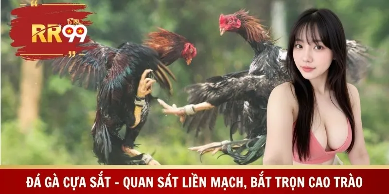 Đá Gà Cựa Sắt – Quan Sát Liền Mạch, Bắt Trọn Cao Trào