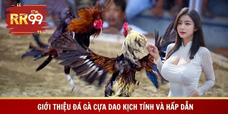 Giới thiệu đá gà cựa dao kịch tính và hấp dẫn